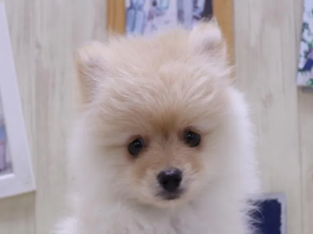 静岡県のポメラニアン (ペッツワン沼津店/2025年3月31日生まれ/女の子/クリーム)の子犬